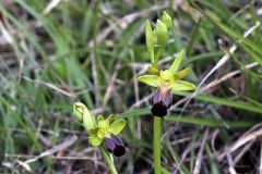 Ophrys fusca subsp. funerea (Viv.) Arcang.