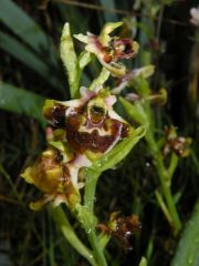Ophrys holosericea subsp. annae (Devillers-Tersch. & Devillers) H. Baumann Giotta, Künkele, R. Lorenz & Piccitto