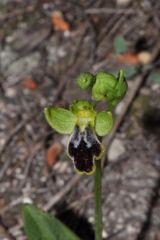 Ophrys fusca subsp. marmorata (G. Foelsche & W. Foelsche) Kreutz