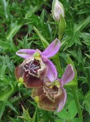 Ophrys oxyrrhynchos subsp. calliantha (Bartolo & Pulv.) Galesi, Cristaudo & Maugeri