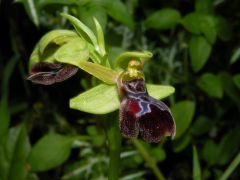 Ophrys passionis subsp. passionis Sennen ex Devillers-Tersch. & Devillers x ophrys iricolor subsp. maxima (A. Terracc.) Paulus & Gack