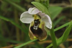 Ophrys tenthredinifera subsp. neglecta (Parl.) E.G.Camus
