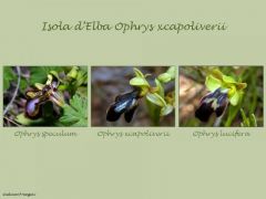 Ophrys x capoliverii Iamonico, Forbicioni & Frangini