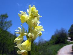 Orchis pauciflora Ten.
