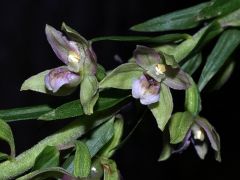 Epipactis helleborine subsp. helleborine (L.) Crantz