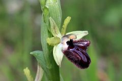Ophrys incubacea subsp. incubacea Bianca
