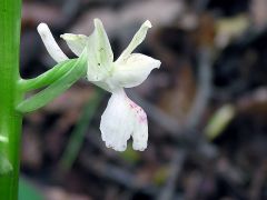 Orchis provincialis Balbis ex Lamarck & DC
