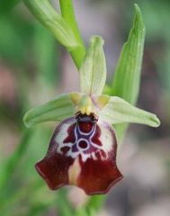 Ophrys oxyrrhynchos subsp. oxyrrhynchos Tod.