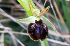 Ophrys sphegodes subsp. sphegodes Miller