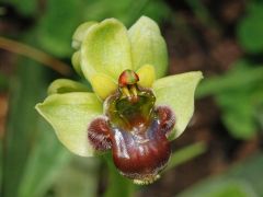 Ophrys bombyliflora Link.