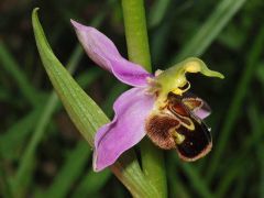 Ophrys apifera Hudson