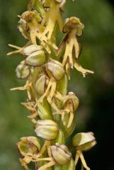 Orchis anthropophora (L.) Allioni