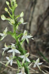 Platanthera bifolia (L.) Rchb.