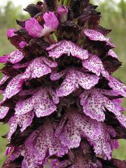 Orchis purpurea Hudson