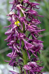 Orchis x bergonii Nanteuil