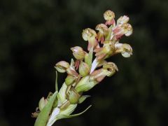 Coeloglossum viride (L.) Hartm.