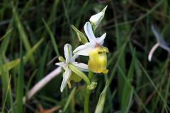 Ophrys holosericea ssp. Dinarica (R. Kranjcev & P. Delfoge) Kreutz