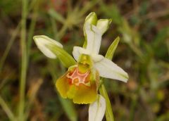 Ophrys holosericea subsp. gracilis (Büel, O. Danesch & E. Danesch) Büel, O. Danesch & E. Danesch