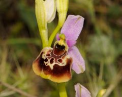 Ophrys holosericea subsp. gracilis (Büel, O. Danesch & E. Danesch) Büel, O. Danesch & E. Danesch