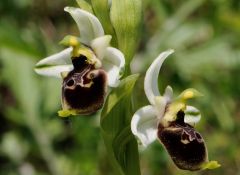 Ophrys holosericea subsp. tetraloniae (W.P. Teschner) Kreutz