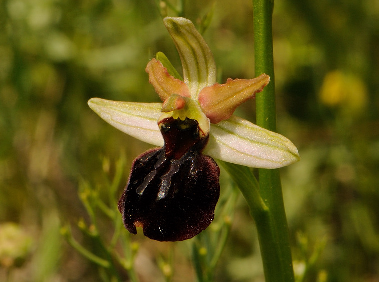 Ophrys passionis subsp. majellensis (H. & H. Daiss) Romolini & Soca