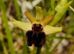Ophrys passionis subsp. majellensis (H. & H. Daiss) Romolini & Soca