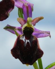 Ophrys x laconensis Scrugli et Grasso M.P. Grasso
