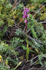 Orchis spitzelii Saut. ex Lam. & DC.