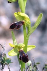Ophrys mirabilis Geniez & Melki