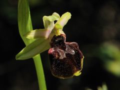 Ophrys argentaria Devillers.Tersch. & Devillers x Ophrys exaltata subsp. monti-leonis (O. Danesch & E. Danesch) Soca