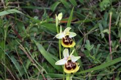 Ophrys holosericea subsp. gracilis (Büel, O. Danesch & E. Danesch) Büel O. Danesch & E. Danesch x ophrys lacaitae Lojac.