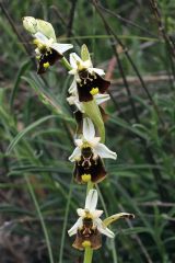 Ophrys pinguis Romolini & Soca (Ophrys holosericea subsp. pinguis)
