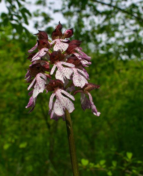 Orchis-purpurea-008_1.jpg