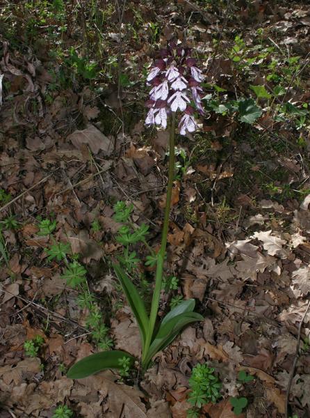 Orchis-purpurea-004_1.jpg