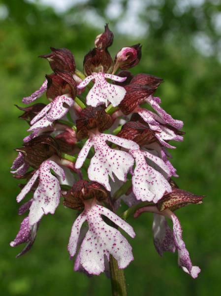 Orchis-purpurea-009_1.jpg