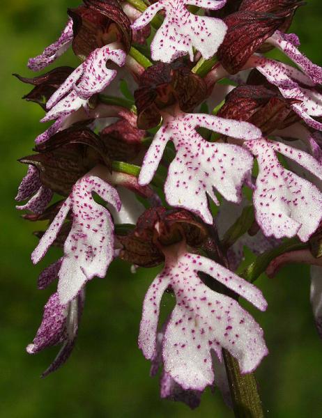 Orchis-purpurea-010_2.jpg