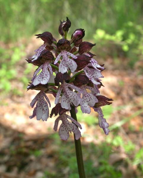 Orchis-purpurea-005_2.jpg