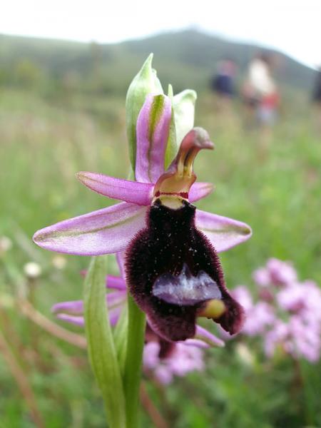 13-Ophrys-bertolonii-subsp-bertolonii-.jpg