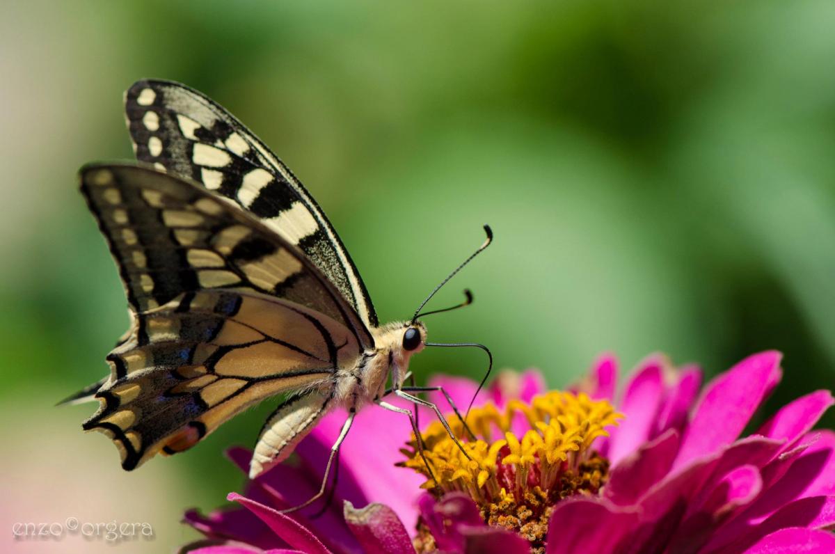 Papilio machaon - Pagina 2 - Farfalle - Funghi in Italia ...