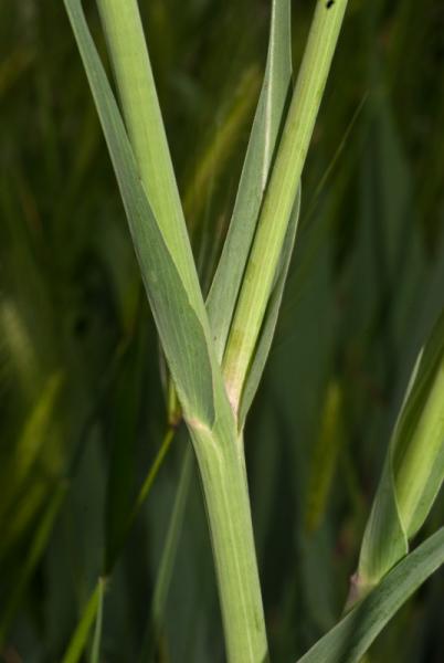 Salsify - Tragopogon porrifolius 04.jpg