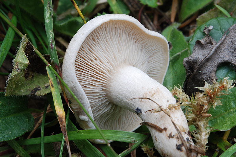 Clitocybe phyllophila = Clitocybe cerussata. 