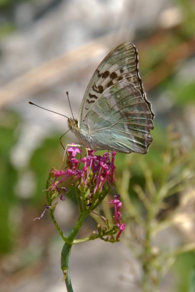 Argynnis-pandora-03b.jpg