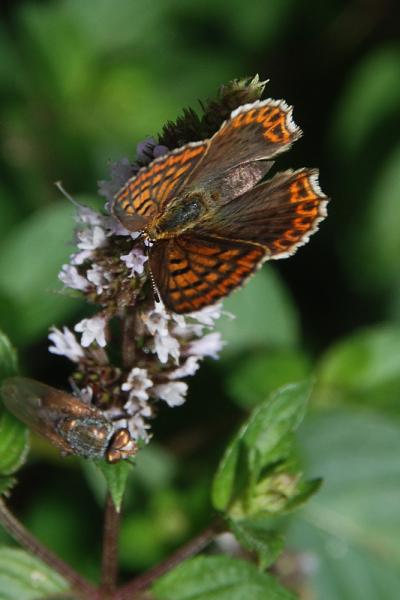 Lycaena tityrus â™€12.jpg