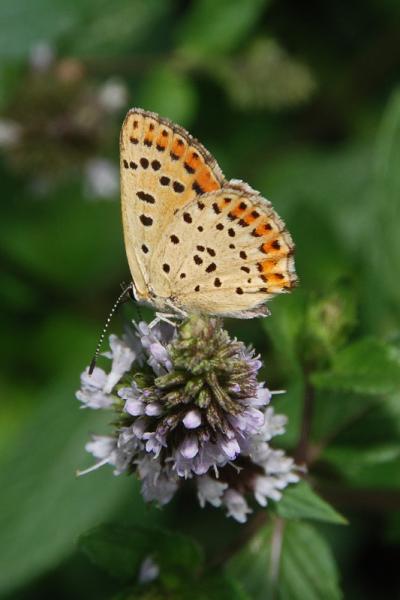 Lycaena tityrus â™€35.jpg