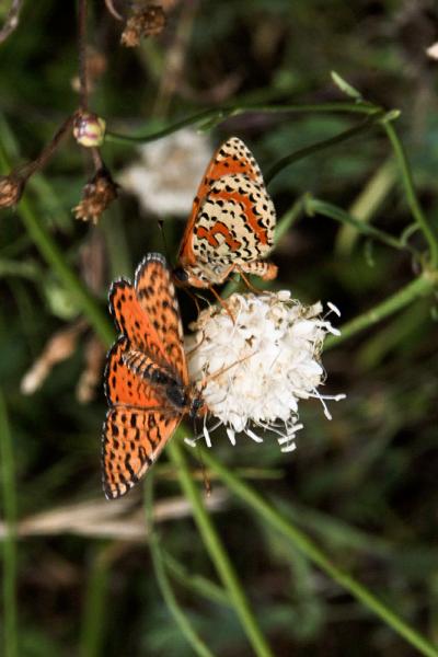 Melitaea didyma 07.jpg