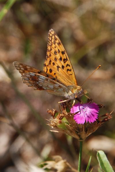 Argynnis adippe 04.jpg