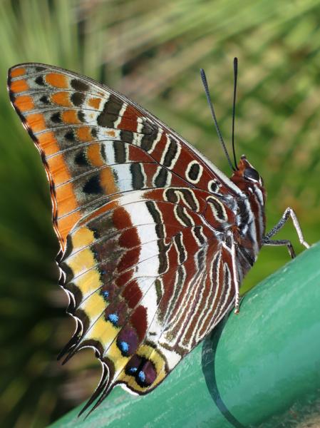 Charaxes-jasius-05.jpg