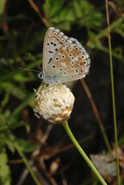 Polyommatus-bellargus-â™‚-03.jpg