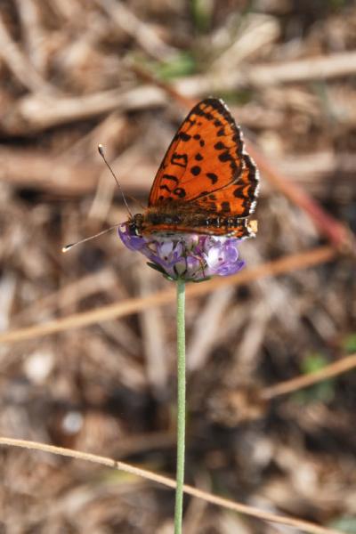 Melitaea didyma 13.jpg