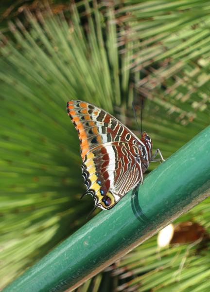 Charaxes-jasius-02.jpg